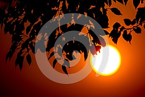 Young Leaf of Cinnamomum camphora tree