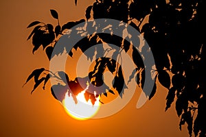 Young Leaf of Cinnamomum camphora tree