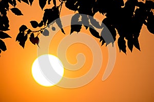 Young Leaf of Cinnamomum camphora tree