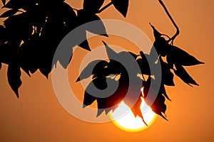 Young Leaf of Cinnamomum camphora tree