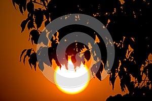 Young Leaf of Cinnamomum camphora tree