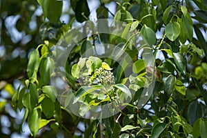 Young Leaf of Cinnamomum camphora tree photo
