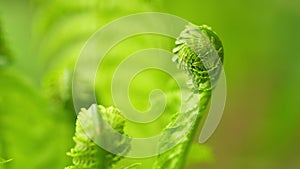 Young leaf of fern matteuccia struthiopteris. Exotic tropical ferns. Nature background. Close up.