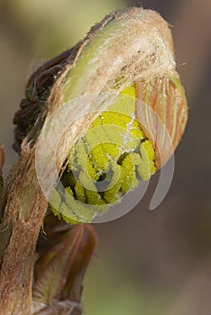 Young leaf of fern Osmunda regalis