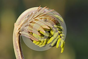 Young leaf of fern Osmunda regalis