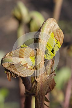 Young leaf of fern Osmunda regalis