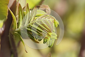 Young leaf of fern Osmunda regalis