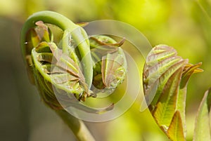 Young leaf of fern Osmunda regalis