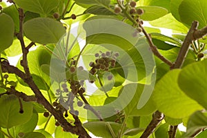 Young leaf and fruit growth on a kiwi vine back lit by spring sunshine. Actinidia Chinensis Planch