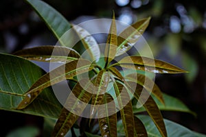 This Is The Young Leaf Of The Mango Shoot. Mango Plant And Its Growing Leafs