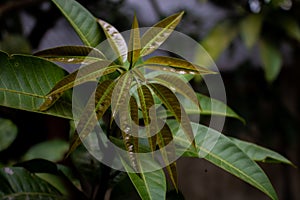This Is The Young Leaf Of The Mango Shoot. Mango Plant And Its Growing Leafs
