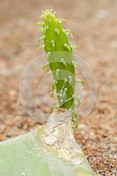 Young Leaf Of Opuntia Cochenillifera