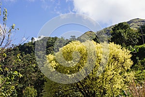Young leaf on tree and blue sky