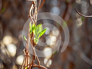 Young leaflets of sciandra chinensis or five-flavor berry on a branch. Magnolia-vine in garden. Springtime background. Copy space