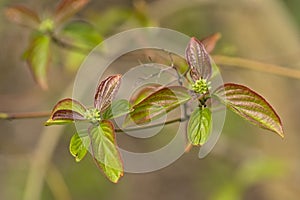 Young leafs and flower buds of  dogwood in springtime photo