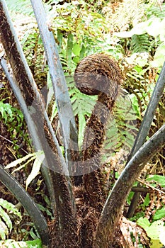 Young leave of a tree fern unrolling
