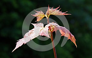 Young leaves of Acer platanoides