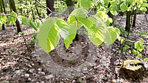 Young leaves on alder tree branch