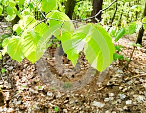 Young leaves on alder tree branch