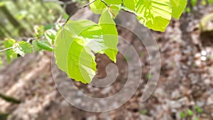 Young leaves on alder tree branch