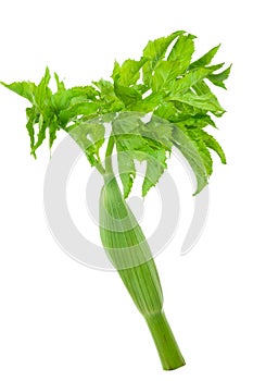 Young leaves of angelica