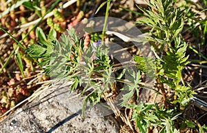 Young leaves Anthriscus sylvestris