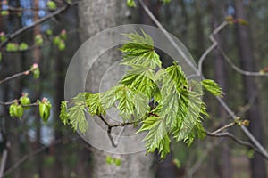 Young leaves appeared on maple  trees in spring