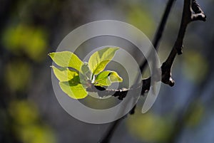 The young leaves of the apple tree have blossomed