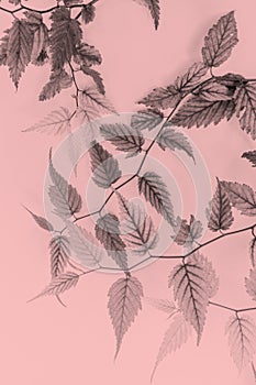 Young leaves, artistic background in soft colours