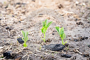 Young leaves of an ascended young pea growing in the soil on a garden bed close-up. Growing legumes in the home garden photo