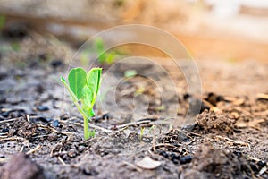 Young leaves of an ascended young pea growing in the soil on a garden bed close-up. Growing legumes in the home garden photo