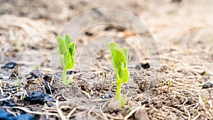 Young leaves of an ascended young pea growing in the soil on a garden bed close-up. Growing legumes in the home garden