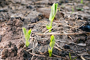 Young leaves of an ascended young pea growing in the soil on a garden bed close-up. Growing legumes in the home garden photo