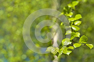 Young leaves of a birch