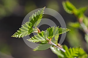 Young leaves of birch on a branch in the spring forest.