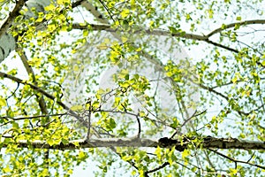 Young leaves on birch branches grow in spring against a clear sky