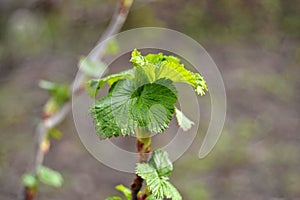 Young leaves on a branch of black currant on a blurred background in early spring