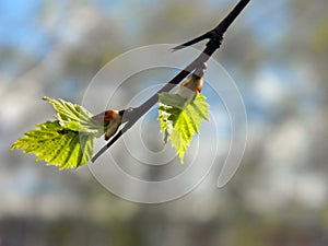 Young leaves on a branch illuminated by the bright sun