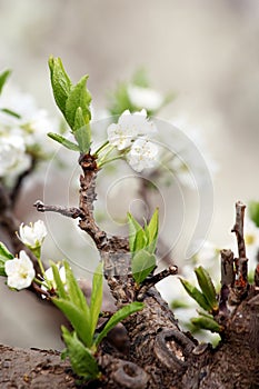 The young leaves on the branches are set against the white pear flowers.