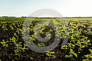 Young leaves and buds of a soybean plants during the period of active growth. Soybean agricultural field in the summer