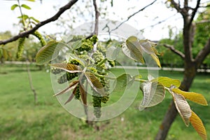 Young leaves and catkins of walnut in spring