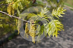 Young leaves and catkins of northern red oak