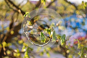 The young leaves of a chestnut in the spring, early leaves on the chestnut tree