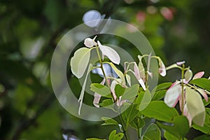 Young leaves of a cinnamon tree, Cinnamomum verum