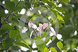 Young leaves of a cinnamon tree, Cinnamomum verum