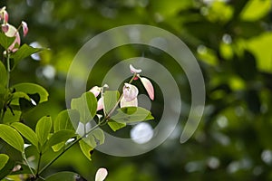 Young leaves of a cinnamon tree, Cinnamomum verum