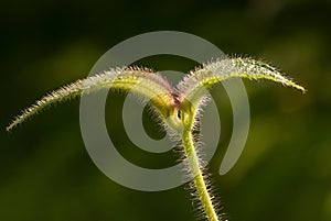 Young leaves of Clidemia hitra or Koster`s curse plant.