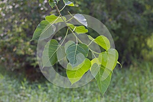 Young leaves close-up