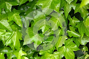 Young leaves of common Ivy Hedera helix in spring. Nature concept for design