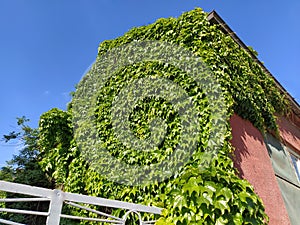 Young leaves of common Ivy Hedera helix in spring. Nature concept for design. Green creeping plant close up as a background.